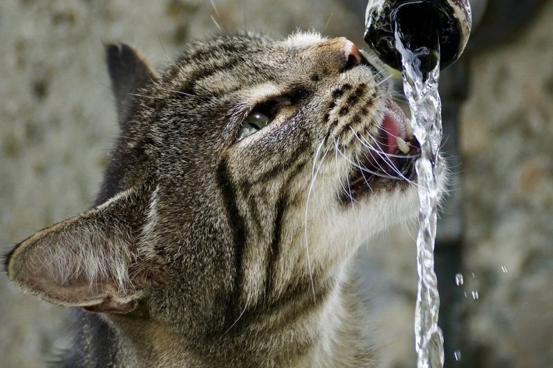 Wasser aus einem Zimmerbrunnen im Test