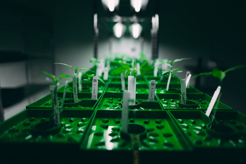 LED Pflanzenlampe im Test