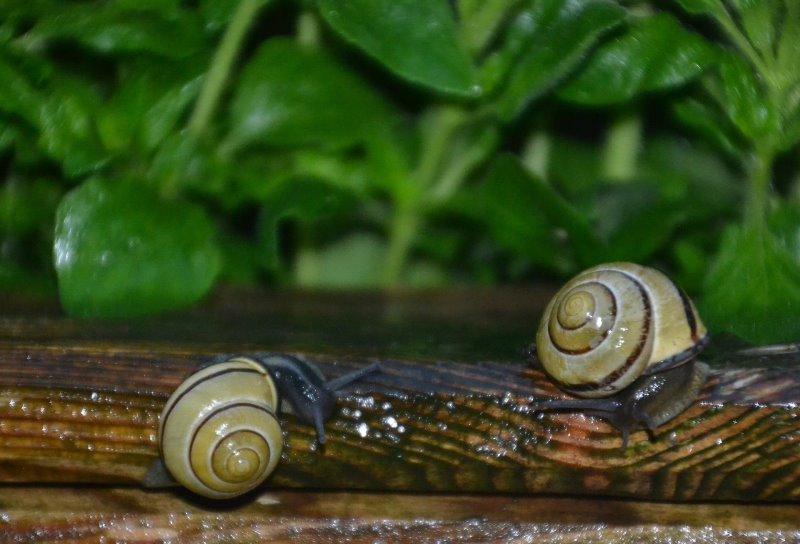 Schnecken auf in einem Hochbeet Hochbeet im Test