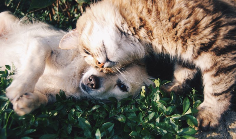 Hund und Katze schmusen Fusselbürste für Tierhaare im Test