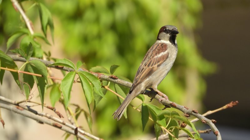 hecke-schneiden Heckenschere Vogelschutz