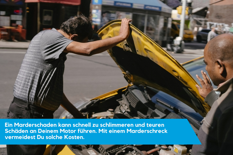 Keine Schäden durch Marderschreck