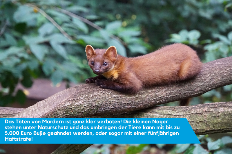 Marderschreck vertreibt Marder tierfreundlich