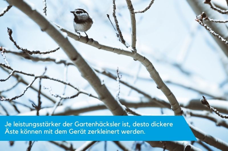 Äste