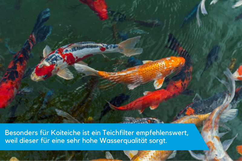 Bei einem Koiteich ist ein Teichfilter besonders sinnvoll.