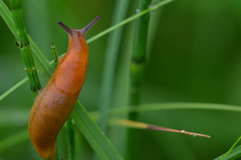 Schnecke im Gras Schnecke im Gras