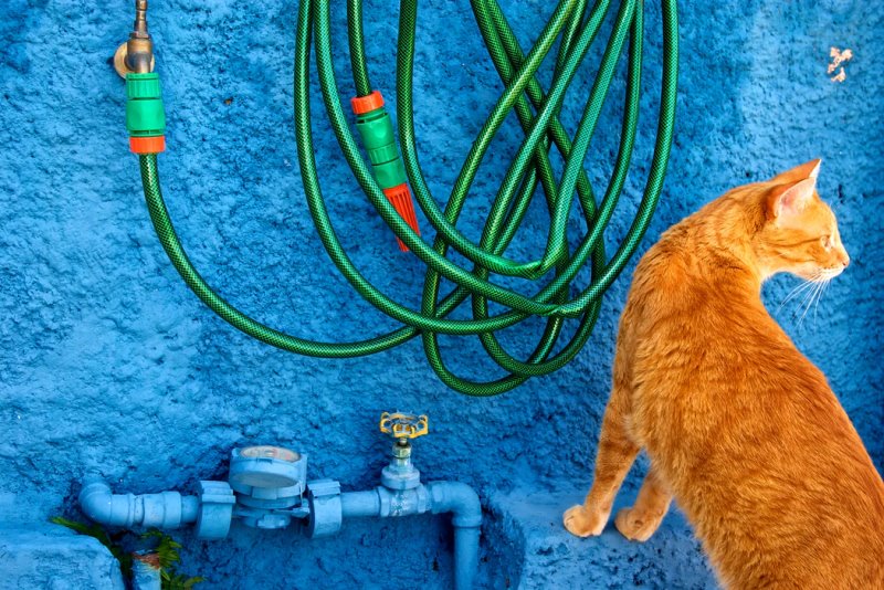 Katze vor einem Schlauch Hier ist eine Katze vor einer Blauen Wand und grünem Schlauch zu sehen.