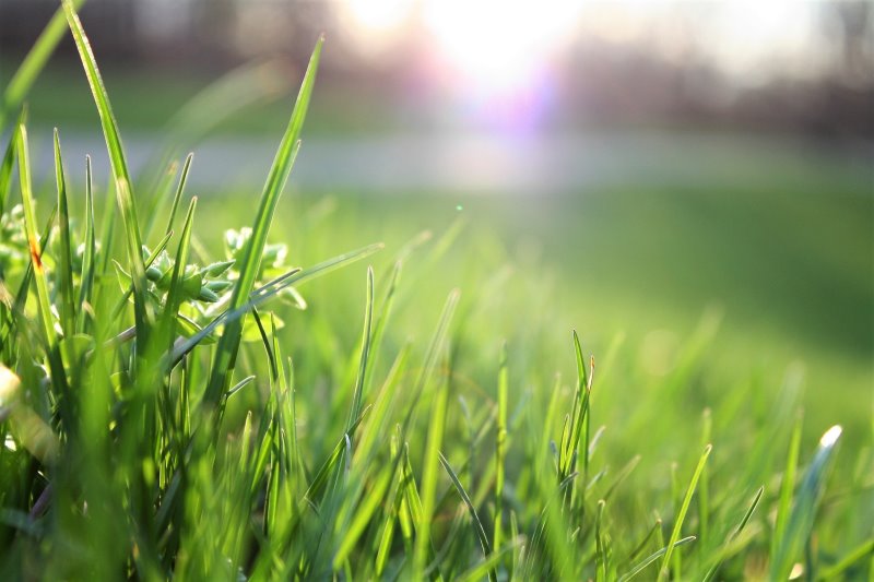 Trimmerfaden kürzt Grashalme Grashalme im Sonnenlicht