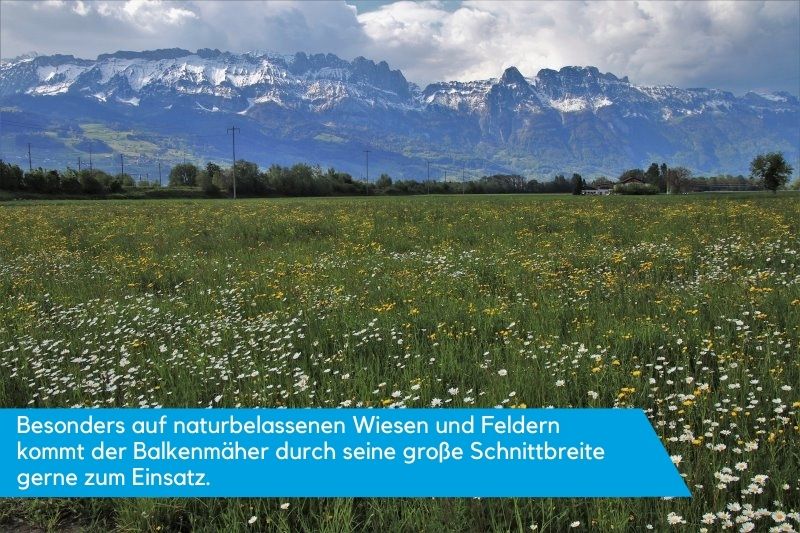 Naturbelassene Hochgraswiese